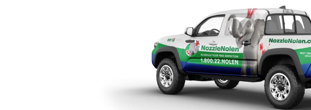 A white pickup truck with "NozzleNolen.com" and a phone number on its side, featuring images of a koala and a frog in work attire. The truck advertises pest control services.