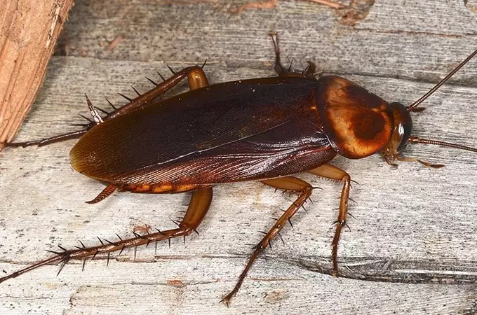 A close-up image of a brown cockroach with long antennae and spiny legs on a wooden surface. The insect's body is glossy, and the wood has a rough texture.