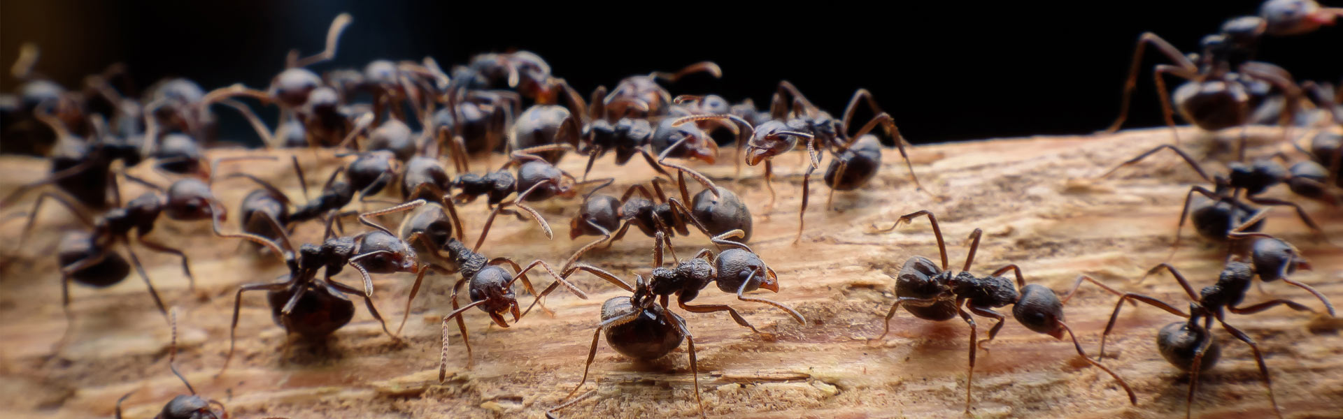 A close-up image of a group of ants moving across a rough, brown branch against a dark background. The ants are focused and detailed, showcasing their segmented bodies, antennae, and legs as they navigate the surface.