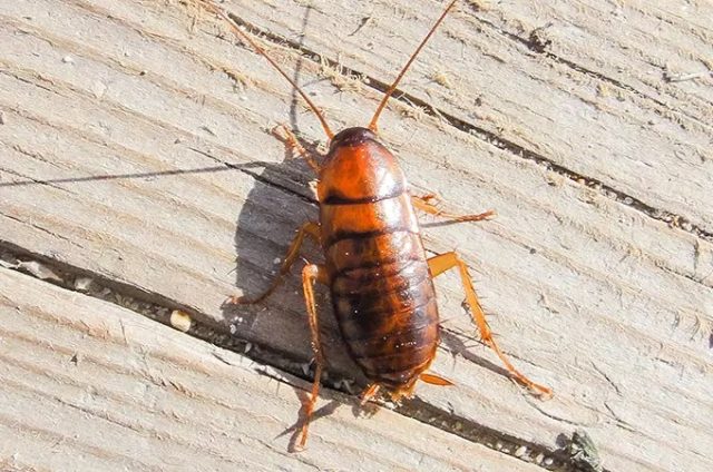 A brown cockroach with long antennae and six legs is crawling on a wooden surface. The sun casts a shadow, highlighting the insect's shiny exoskeleton and detailed markings on its back.