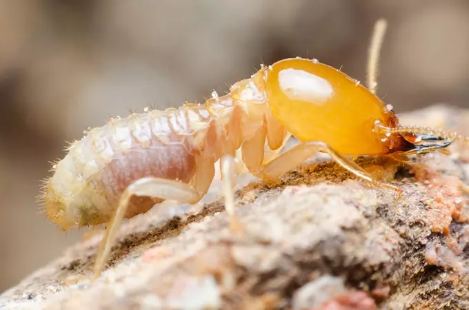 Close-up of a termite on a rough, textured surface. The termite has a translucent body with a distinct orange-brown head and visible antennae. The background is blurred, highlighting the insect's details.