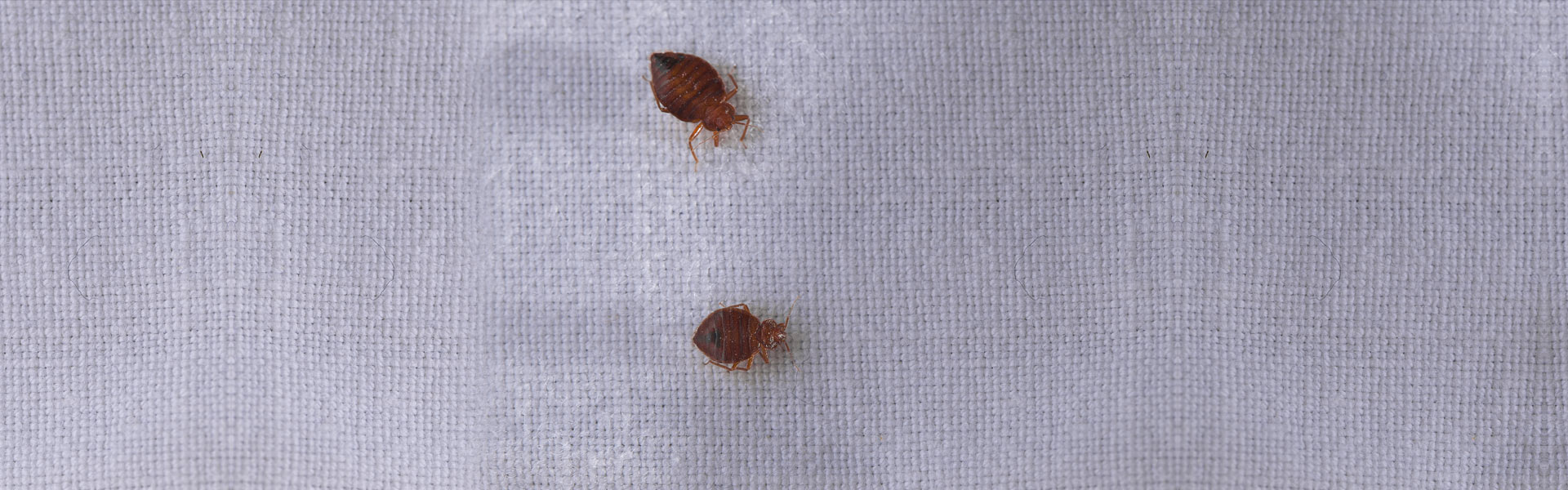 Two brown bed bugs on a white, textured fabric surface. The bugs appear small and are positioned vertically with one above the other.