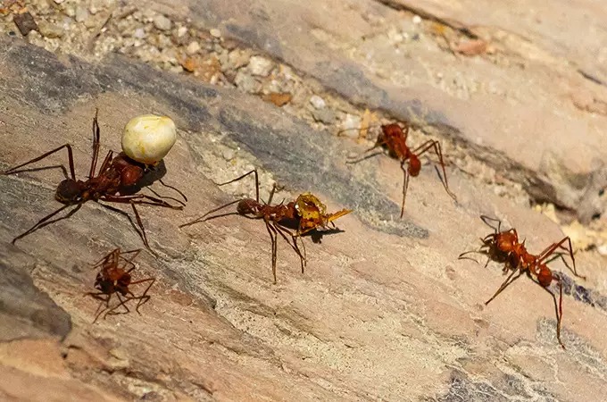 Several leafcutter ants are walking across a rocky surface. One ant carries a white object, while another carries a leaf fragment. The ants are a reddish-brown color and are scattered across the image.