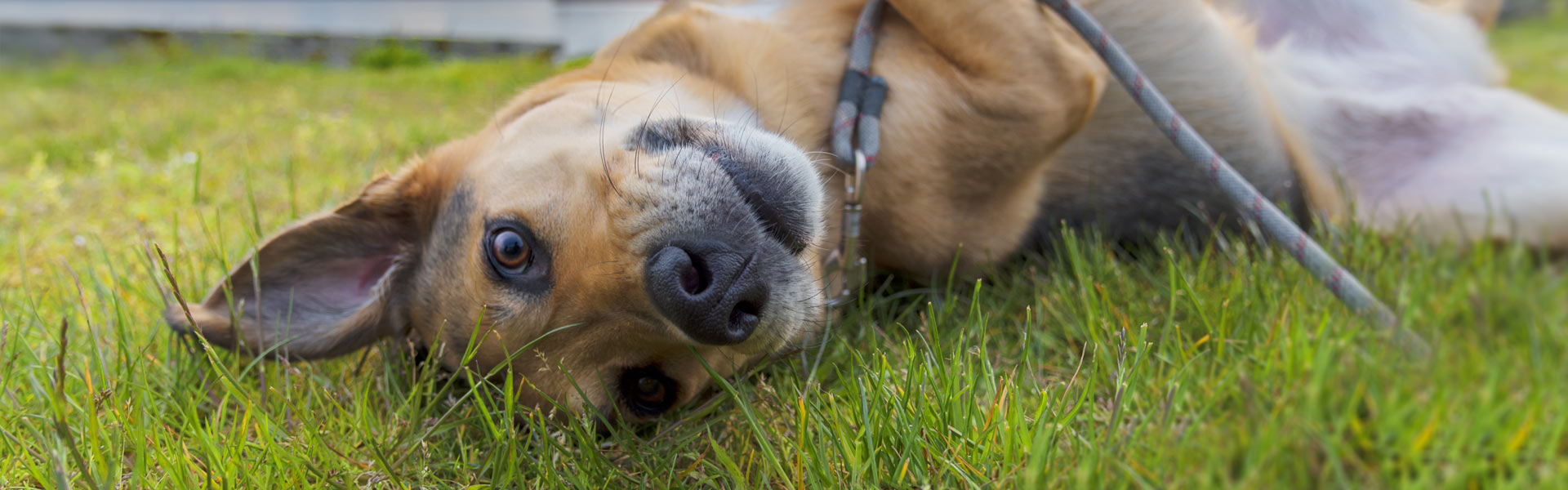 A brown and tan dog lies upside down on grass, looking playfully at the camera with one ear flopped over. A leash is visible, and the dog appears relaxed and happy.