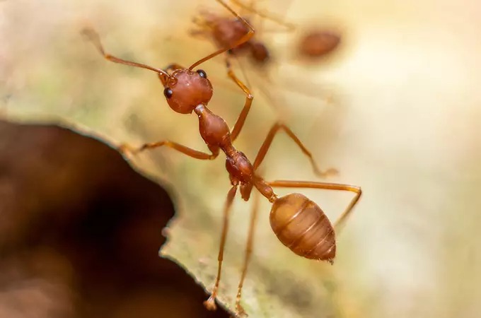 Close-up of a reddish-brown ant with a segmented body, prominent antennae, and legs, standing on a greenish surface. The background is blurred, highlighting the details of the ant's body and features.