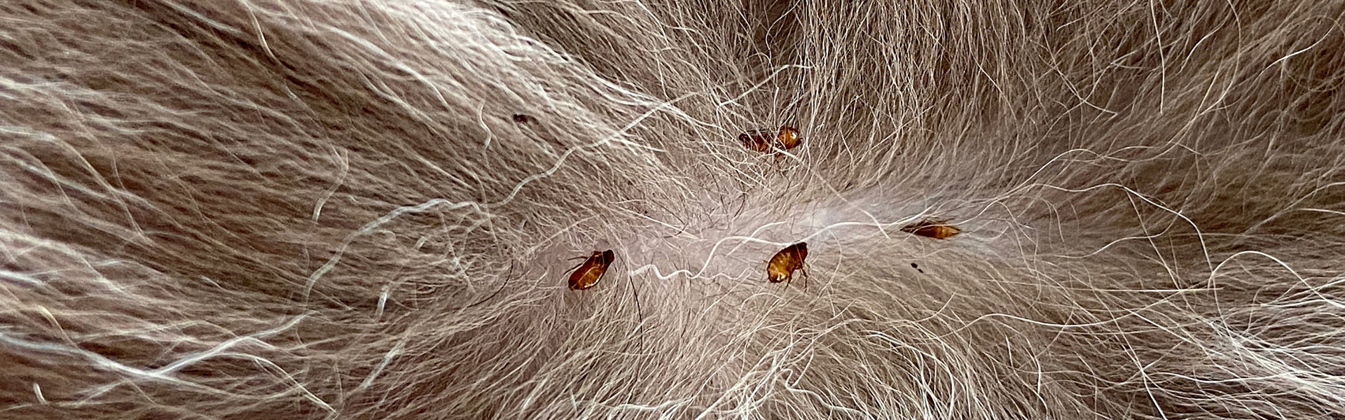 Close-up image of fur on an animal with several small brown flea-like insects attached to the skin. The light-colored fur appears dense and slightly tangled.