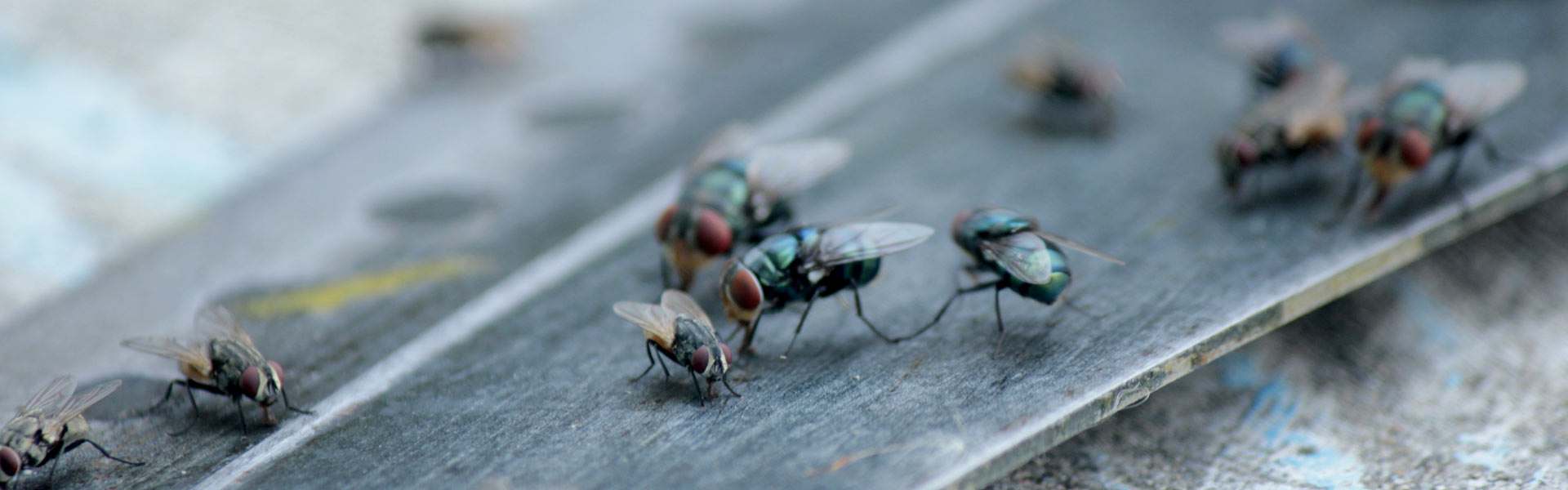 Close-up photo of several flies gathered on a metallic surface, showcasing their iridescent green and blue bodies and translucent wings. The shallow depth of field blurs the background, emphasizing the flies in the foreground.