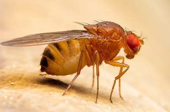 Close-up of a small fruit fly with translucent wings, reddish-brown body, and distinct red eyes, standing on a light surface. The background is blurred in shades of beige, highlighting the intricate details of the fly.