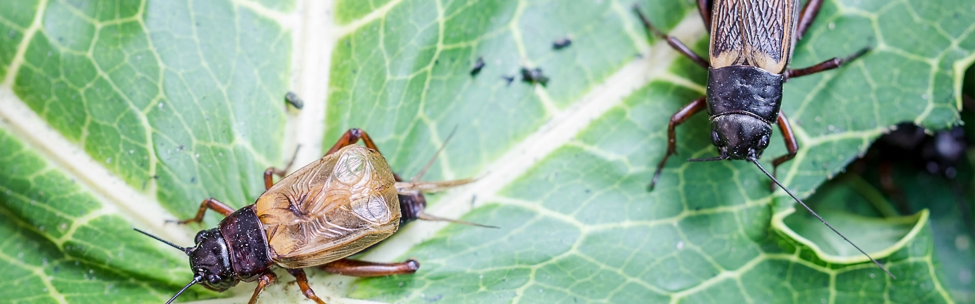 Two crickets on a green leaf, one with a reddish-brown body and the other with a dark brown body, positioned facing opposite directions. The leaf’s veins are prominent against its vibrant green color.