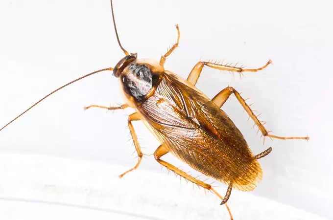A close-up image of a brown cockroach with long antennae, six legs, and spiky body hairs, set against a plain white background. The details of the insect's wings and body segments are visible.