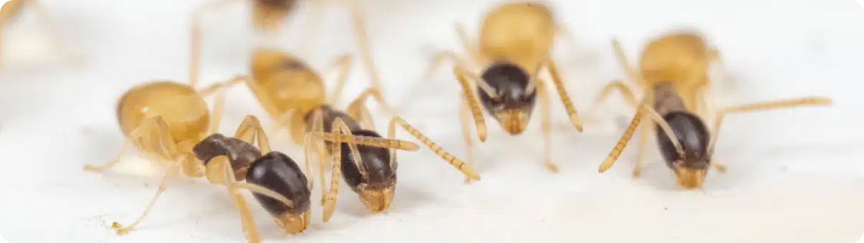 Close-up of several small yellow ants with dark heads, possibly ghost ants, on a white surface.