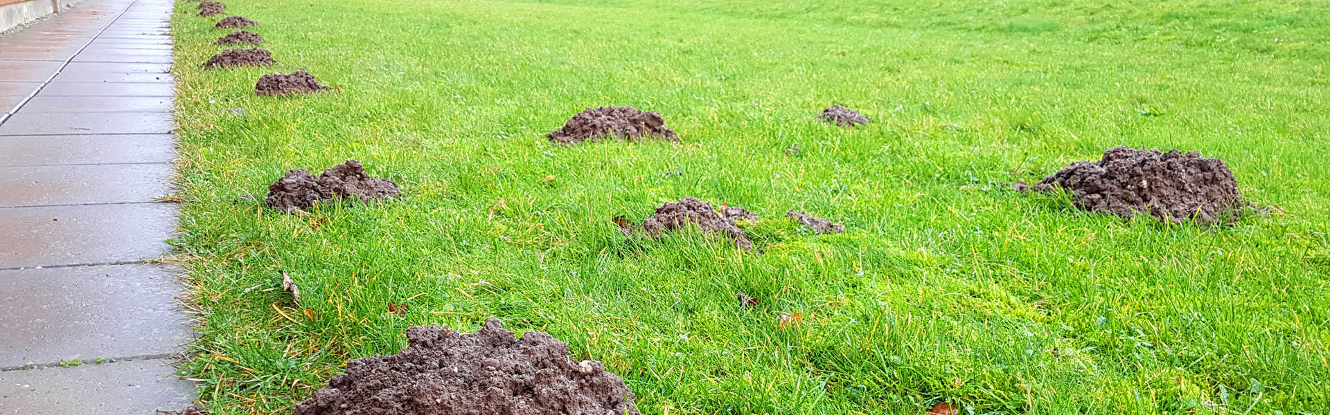 A grassy field with several molehills scattered across its surface, adjacent to a wet pathway on the left. The molehills vary in size and are positioned in a random pattern.