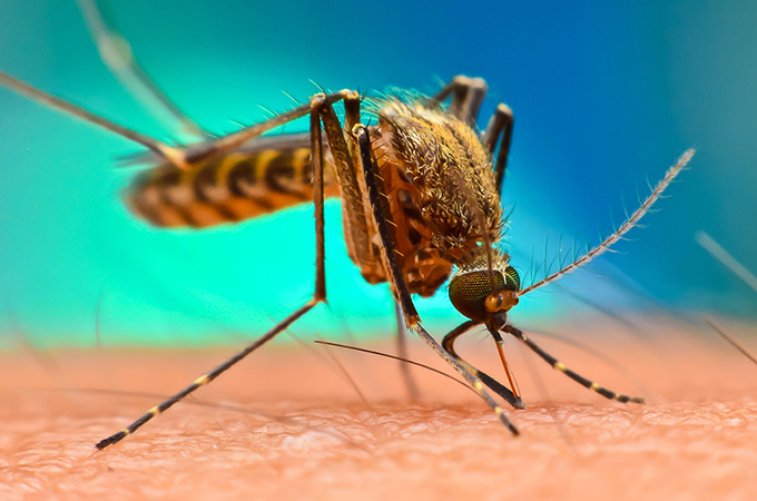 Close-up image of a mosquito with detailed view of its body and legs, feeding on human skin. The background is a vibrant mix of blue and green.