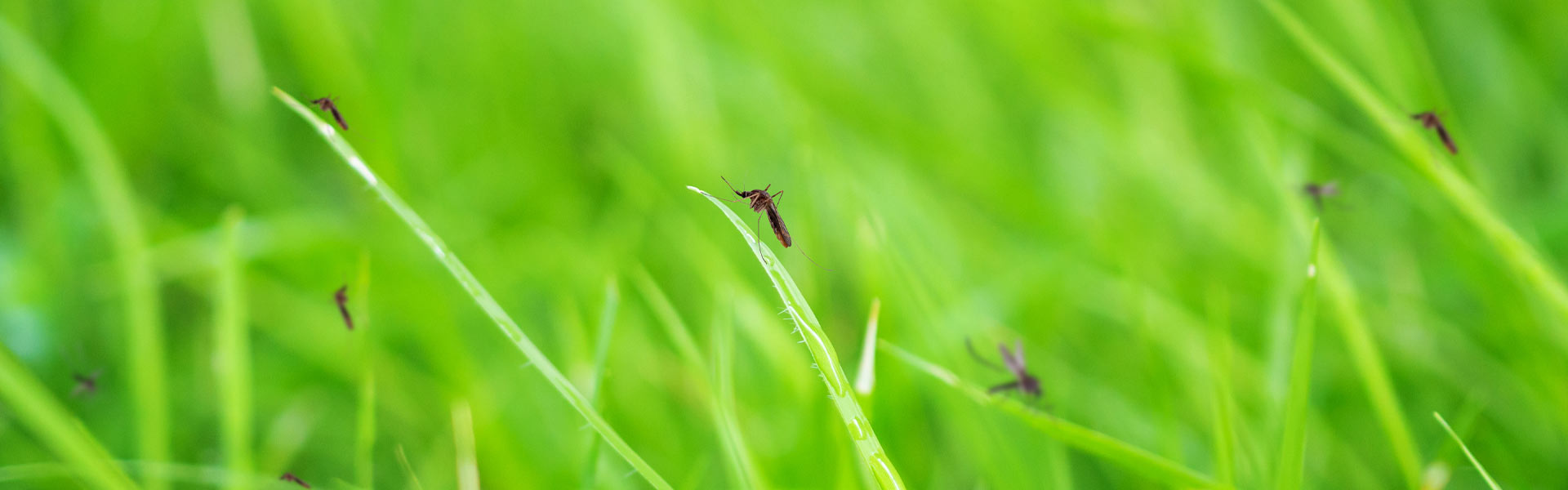 A close-up of mosquitoes perched on bright green grass blades. The image captures multiple mosquitoes, with the background softly blurred, emphasizing the vivid green and the insects.