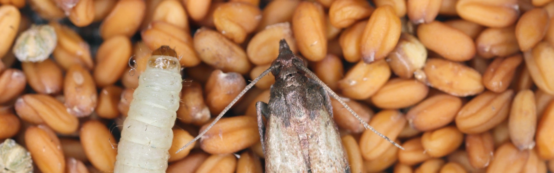 Close-up image of a moth and a larva on a bed of brown grains. The moth is in the center with wings folded, and the larva is to the left. The grains have a textured, oval shape.