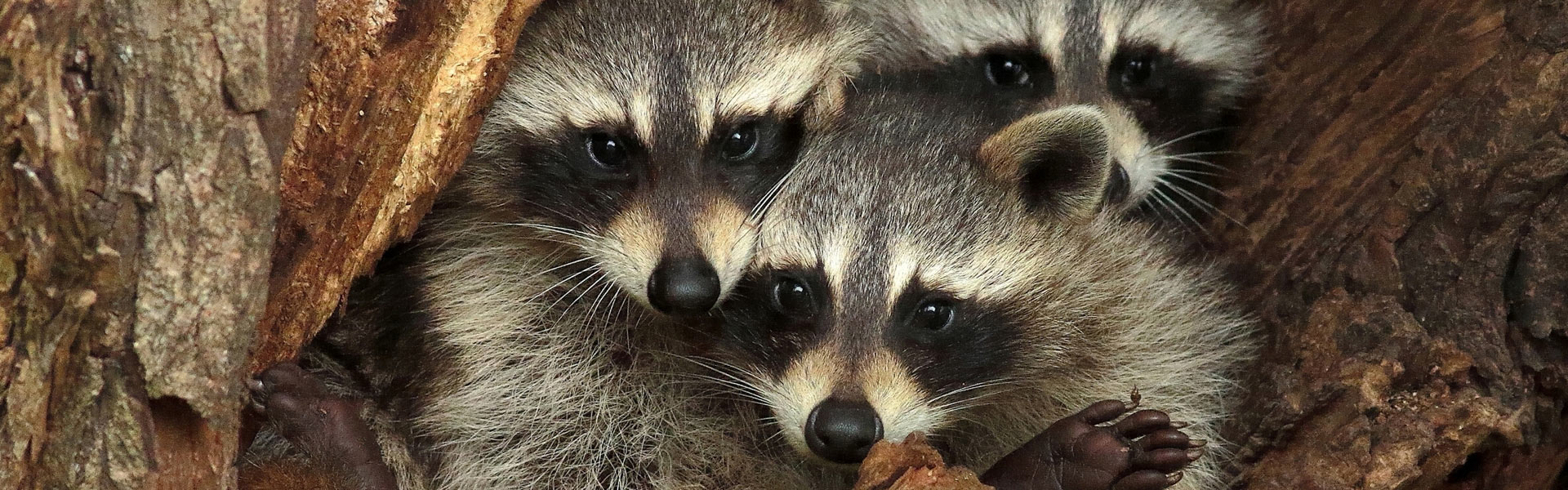 Three raccoon kits huddle together inside a tree hollow, peeking out with curious expressions. Their gray fur and distinctive black masks are clearly visible as they nestle among the tree's rough brown bark.