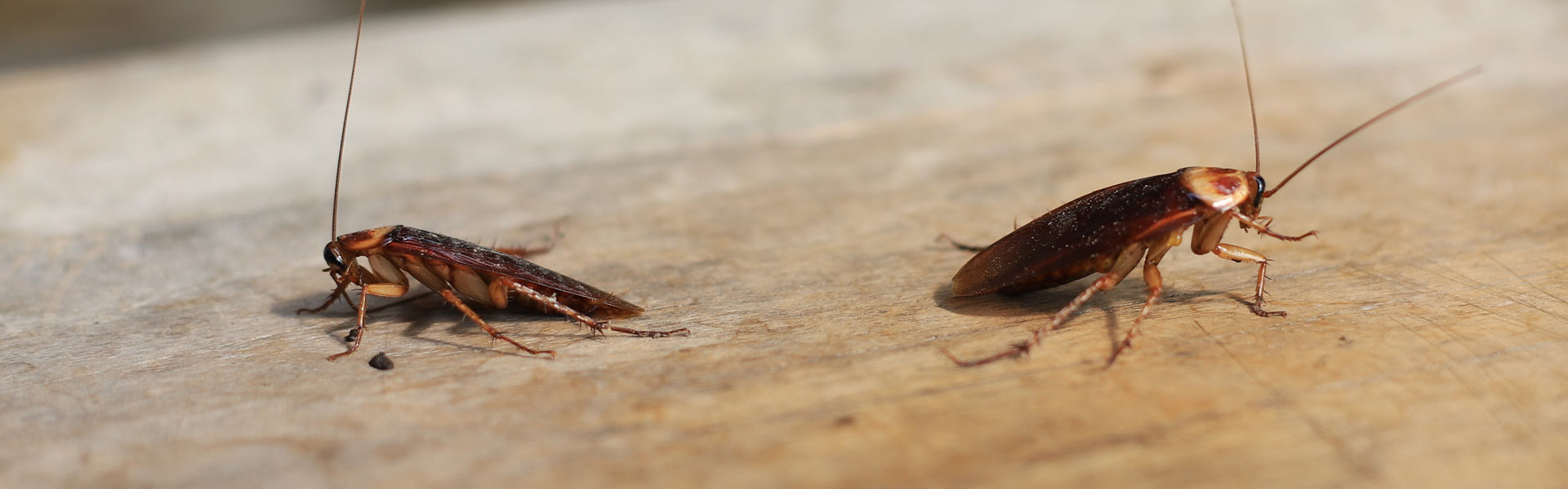 Two cockroaches on a wooden surface. The insect on the left is slightly smaller and facing left, while the one on the right is larger, facing right, and is more prominently visible. The background is blurred, highlighting the insects.