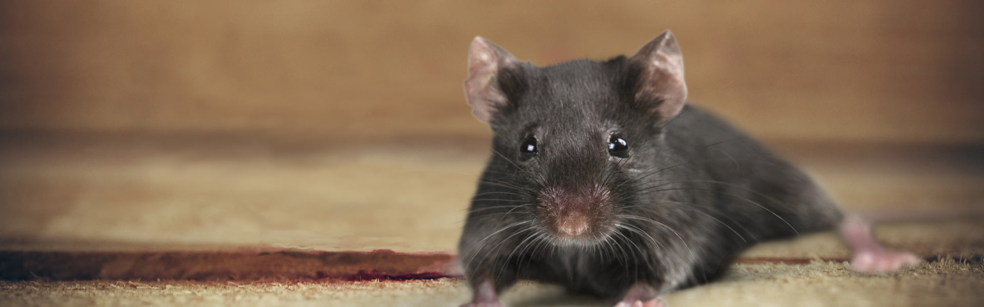 A close-up image of a small black mouse with a pink nose and ears, on a soft, light brown surface. The background is blurred, highlighting the mouse's curious gaze.