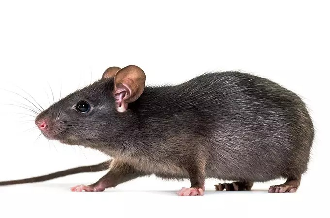 A small black rat with dark fur and pink ears, nose, and feet, standing on a white background, facing left. Its tail extends behind it along the ground.