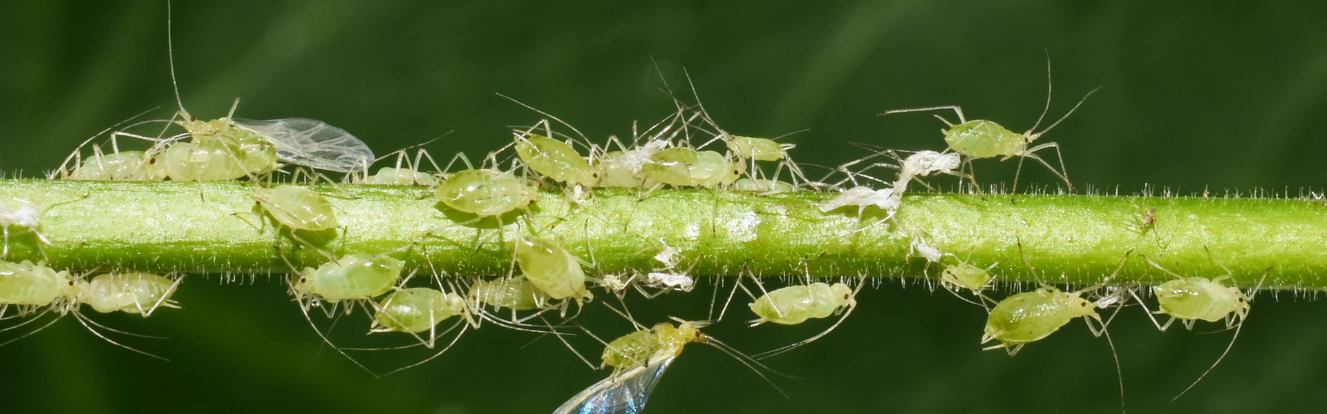 Close-up of a group of green aphids clustered on a plant stem. Some have translucent wings, and a few discarded white skins are visible. The background is a soft-focus green.