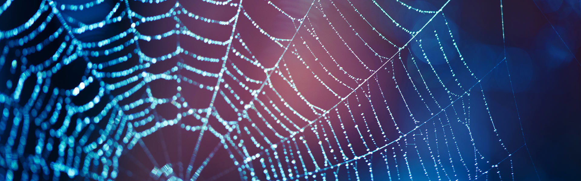 A close-up of a spider web glistening with dew drops. The web appears delicate and symmetrical against a blurred background of blue and pink hues, creating a serene and ethereal atmosphere.