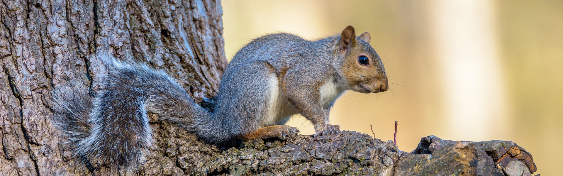 A gray squirrel with a bushy tail is perched on the side of a tree trunk, looking alert. The background is a soft blur of natural colors, suggesting a forested area.