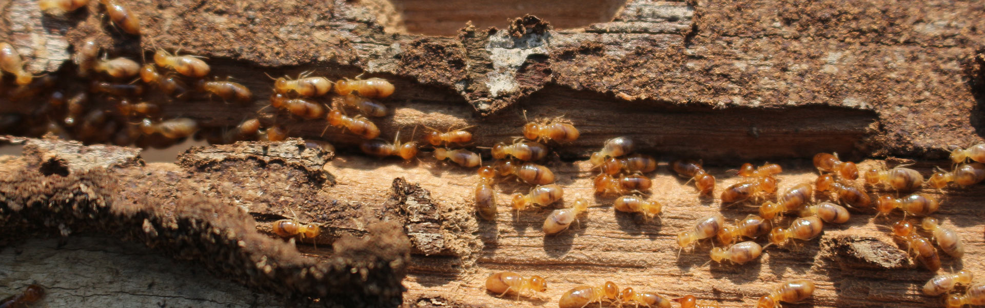 Close-up of numerous termites crawling on a piece of wood, showcasing their small brown bodies and busy activity as they navigate through the textured surface.