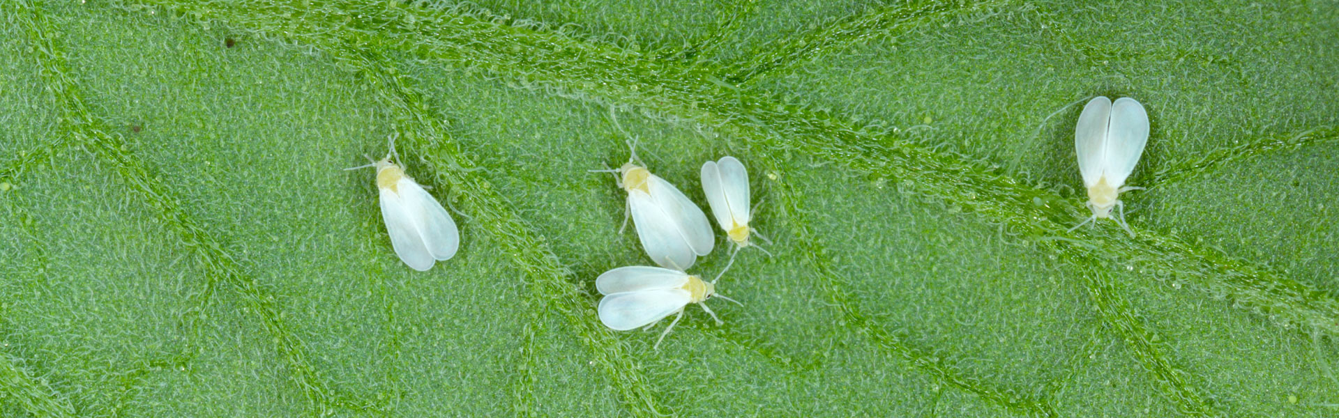 Close-up of several small whiteflies with translucent wings resting on a green leaf. The leaf's texture and veins are clearly visible, providing a detailed backdrop for the insects.