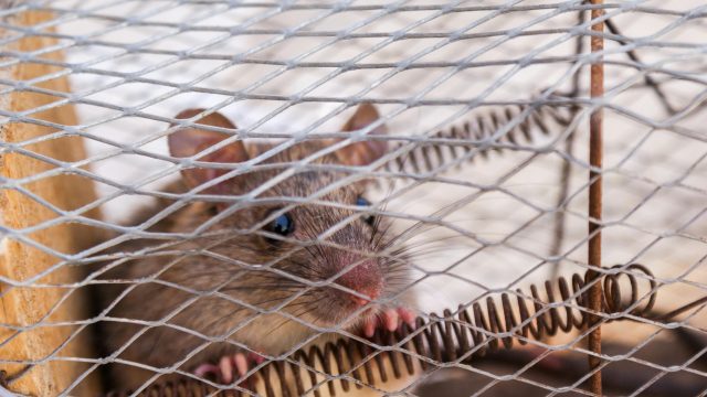 Fl Pier Rats The Risks and Impacts of Rats