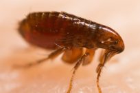 Flea in Florida - pest control