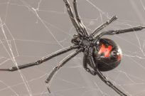 Southern Black Widow Spider